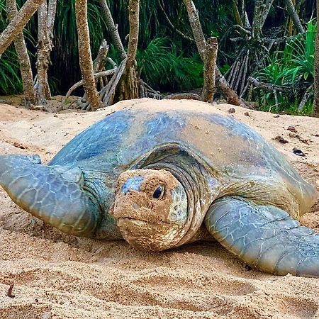 Turtle Paradise Tangalle Exterior foto