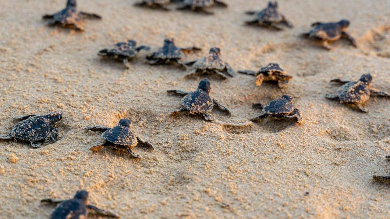 Turtle Paradise Tangalle Exterior foto