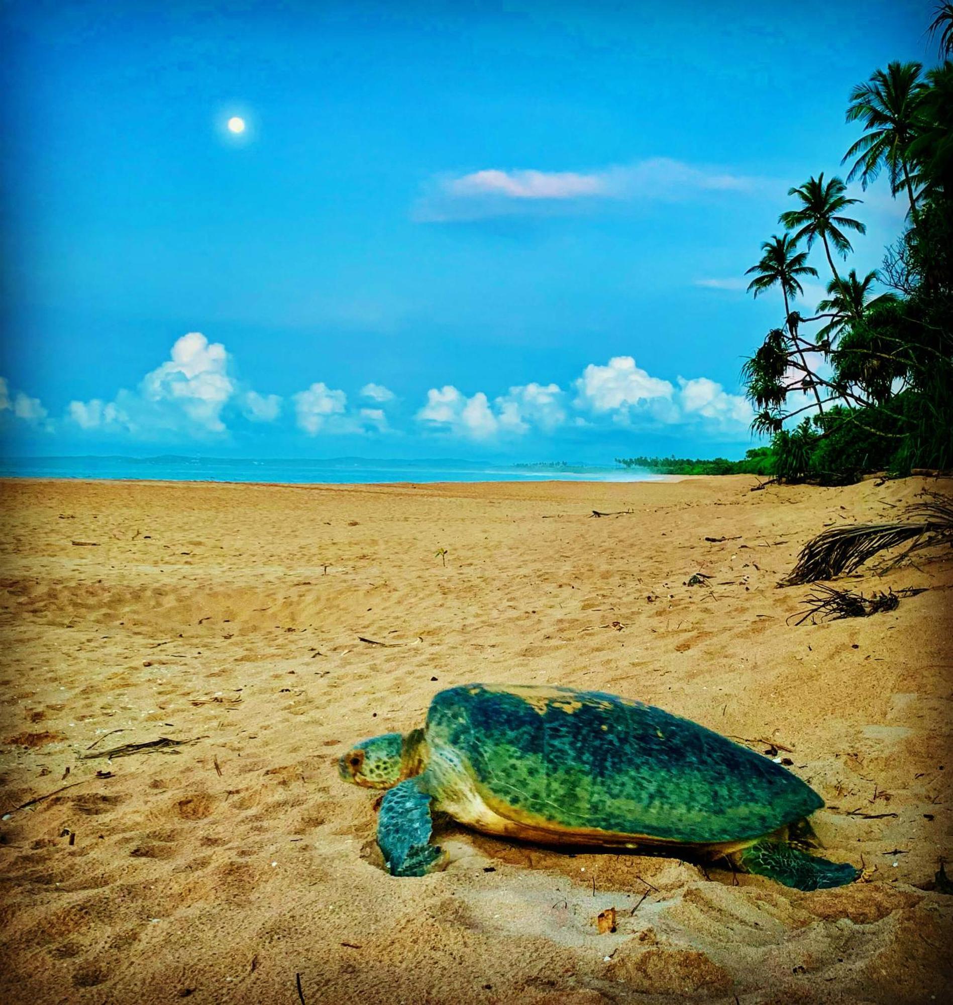 Turtle Paradise Tangalle Exterior foto